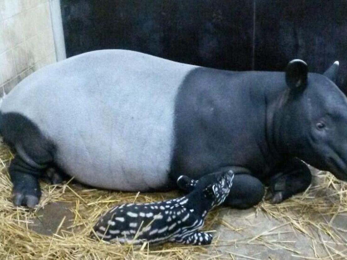 De pasgeboren tapir en zijn moeder