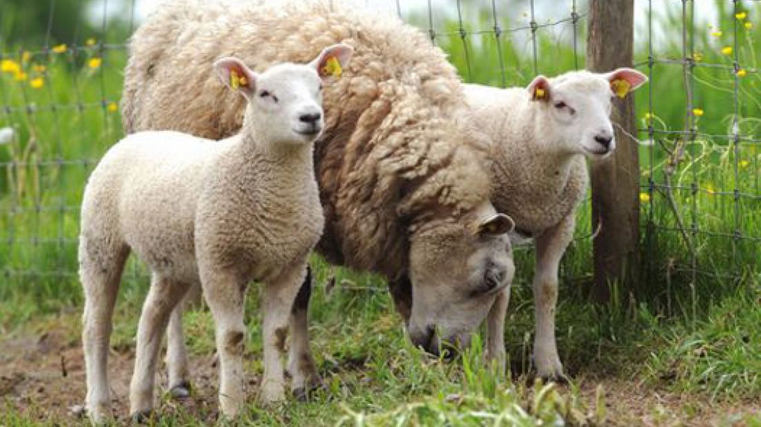 Vrees Q-koorts: wandelgebied dicht