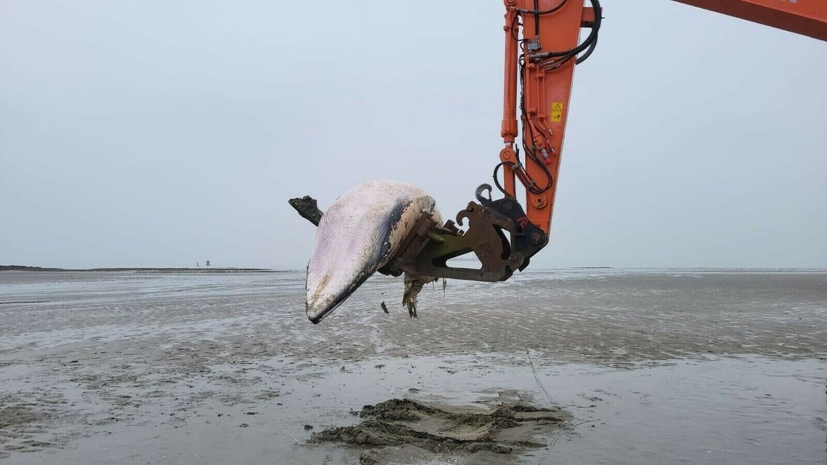 Dwergvinvis zonder staart dood aangespoeld op strand Borssele