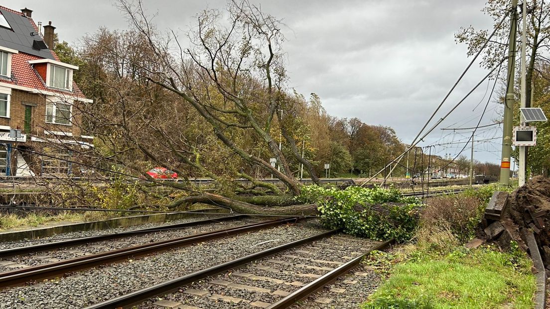 Deze boom stremt het tramverkeer bij de Haagse Medemblikstraat