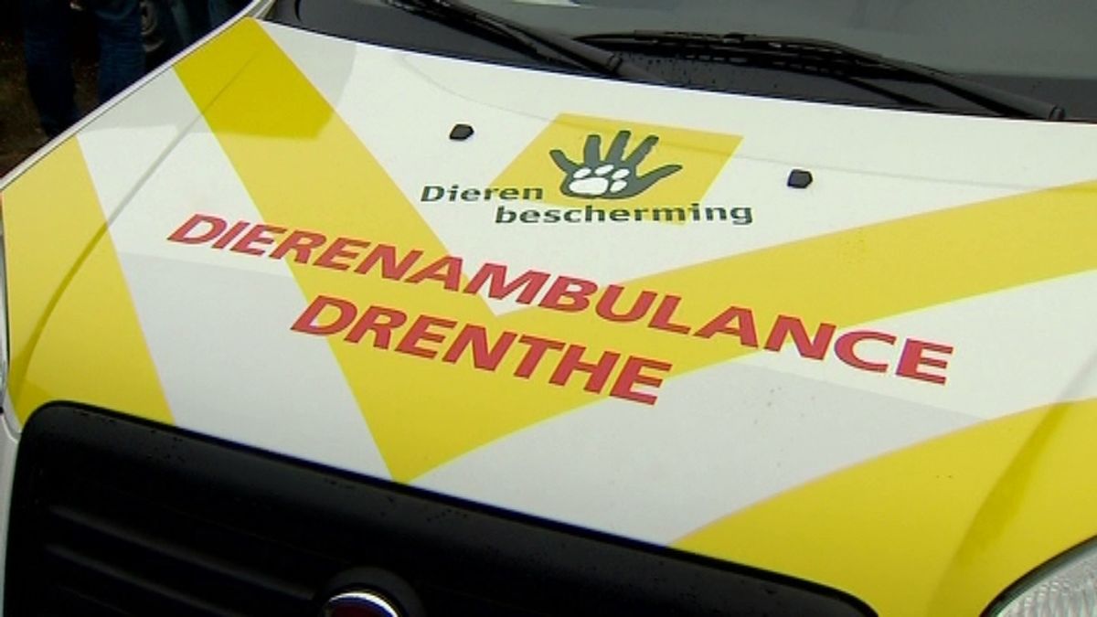 Dierenambulance: pas op voor vergiftigde kip in Emmen