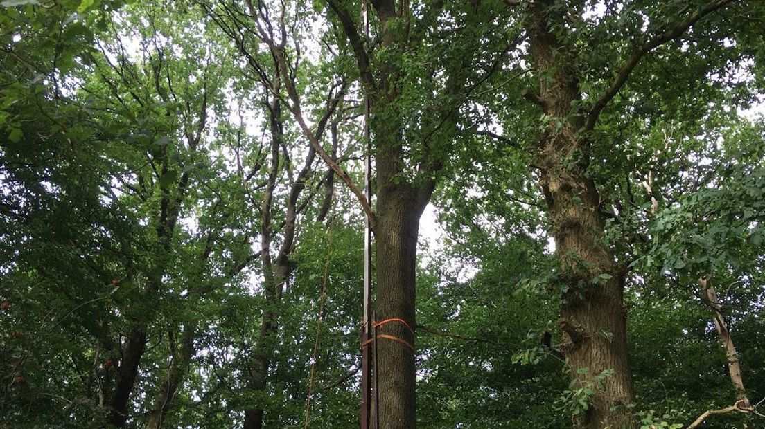 Een van de alternatieven van een zendmast: een zender in De Lutte hangt in de boom