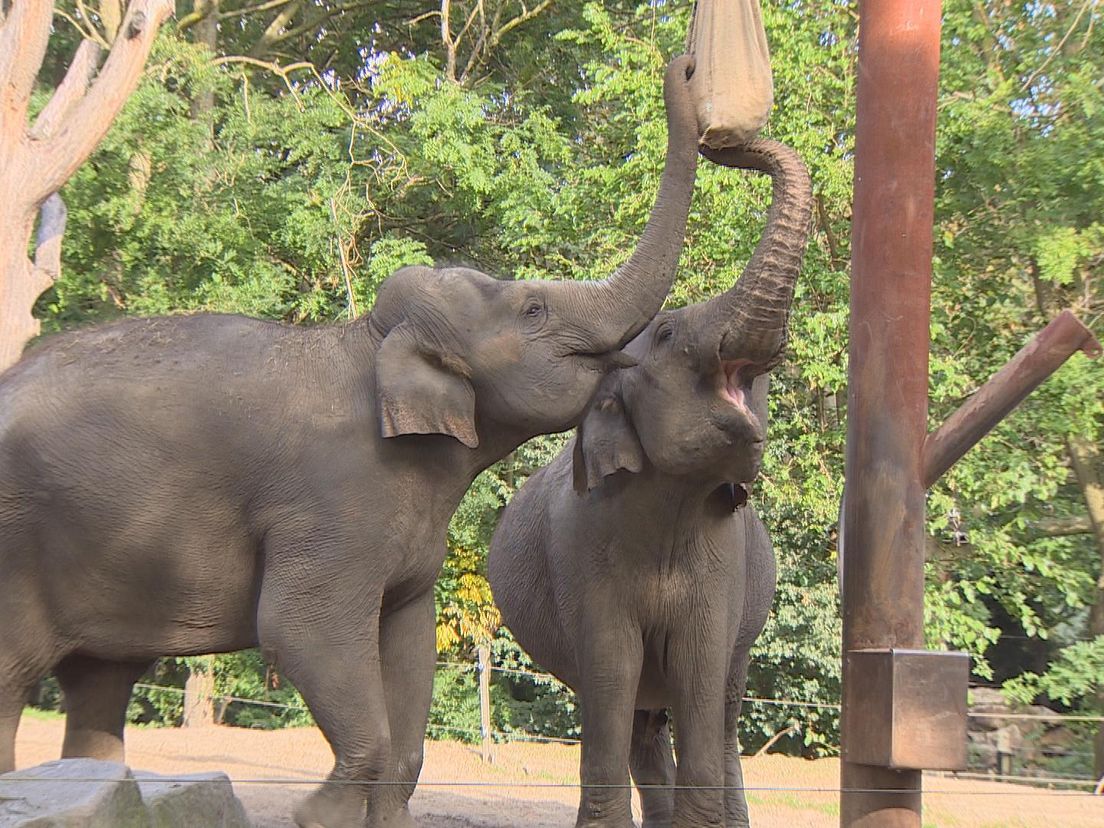 Olifant Irma is 53 jaar geworden.