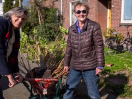 Struikrovers slaan toe in Utrecht: 'We halen alle planten uit de tuin'