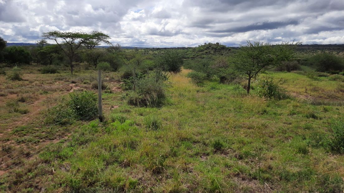 Masai boer Terneuzen Kenia