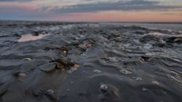 Sterke toename van twee exotische schelpensoorten in Waddenzee