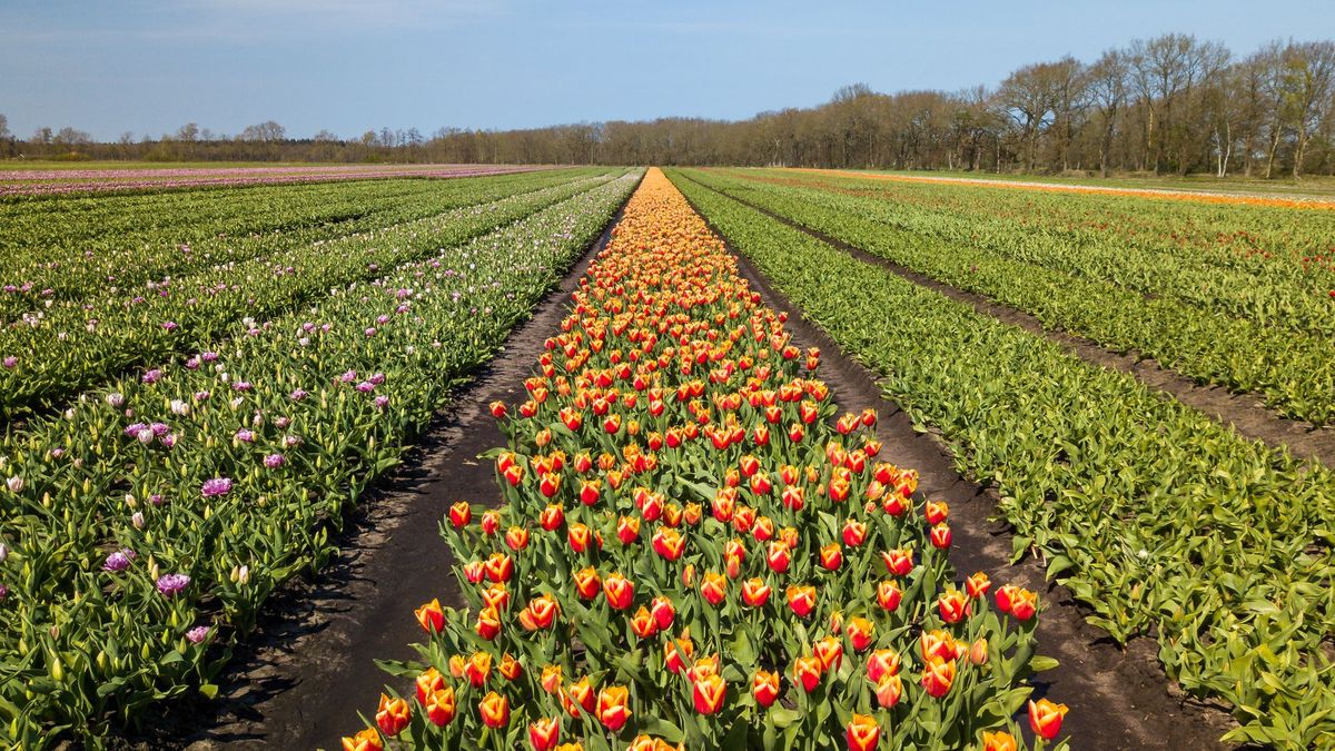 Bovensmilde zoekt honderden adressen van 65-plussers voor bosje tulpen