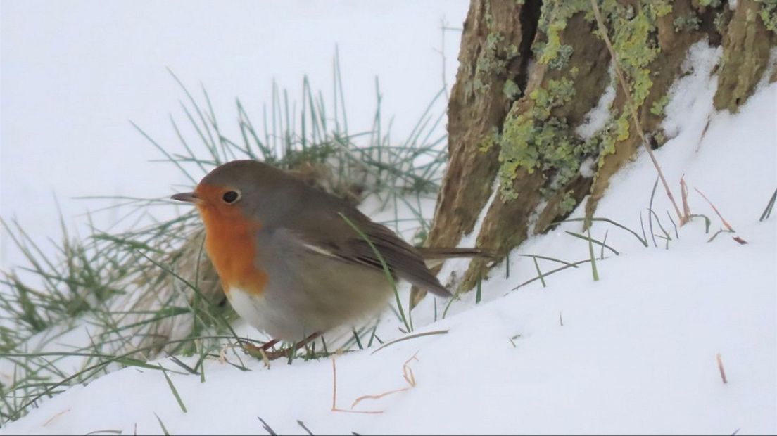 Een roodborstje in de sneeuw in Naaldwijk