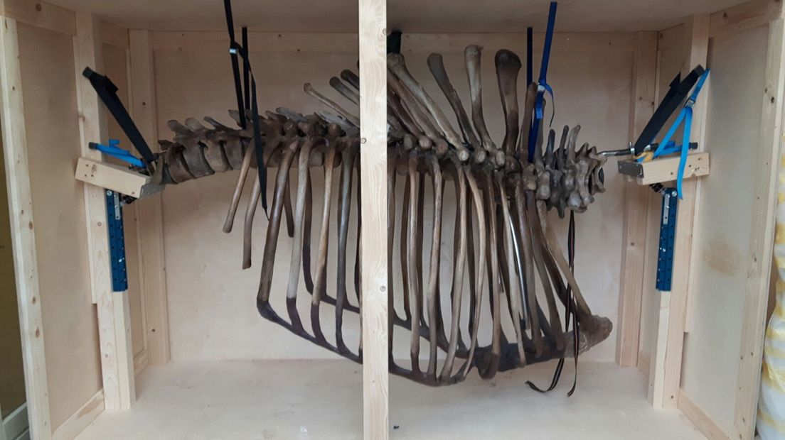 Het is eindelijk zover: alle botten van de mammoet uit Gaanderen zijn ingepakt. Vandaag gaan de dozen vol met botten op transport. Verzamelaar Bart Schenning verkocht het skelet van het prehistorische dier aan een Duits museum. Hij deed er jarenlang over om het skelet botje voor botje op te bouwen en nu doet hij er afstand van.