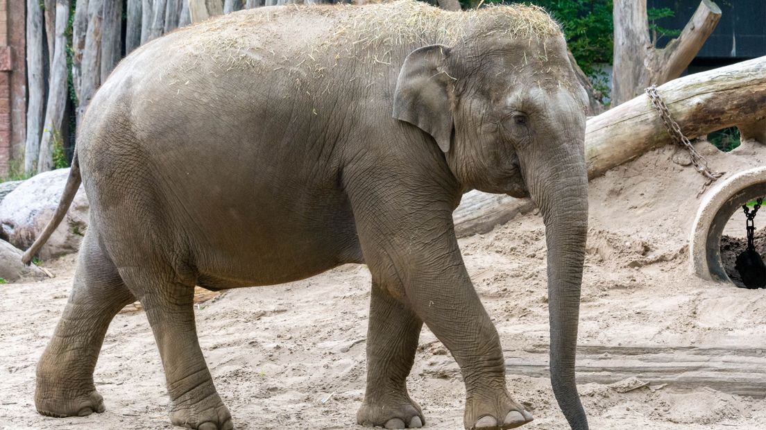 De zwangere Kina staat op het punt van bevallen