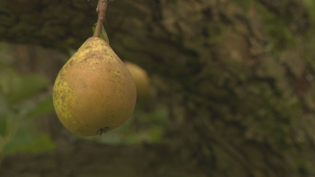 Peertje uit Olst: Het verhaal van de oeroude Perenboomgaard in Olst