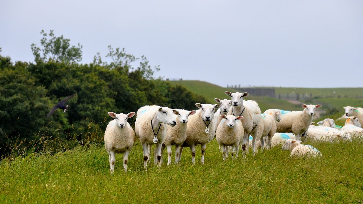 Mogelijk tweede geval van blauwtong in Zeeland
