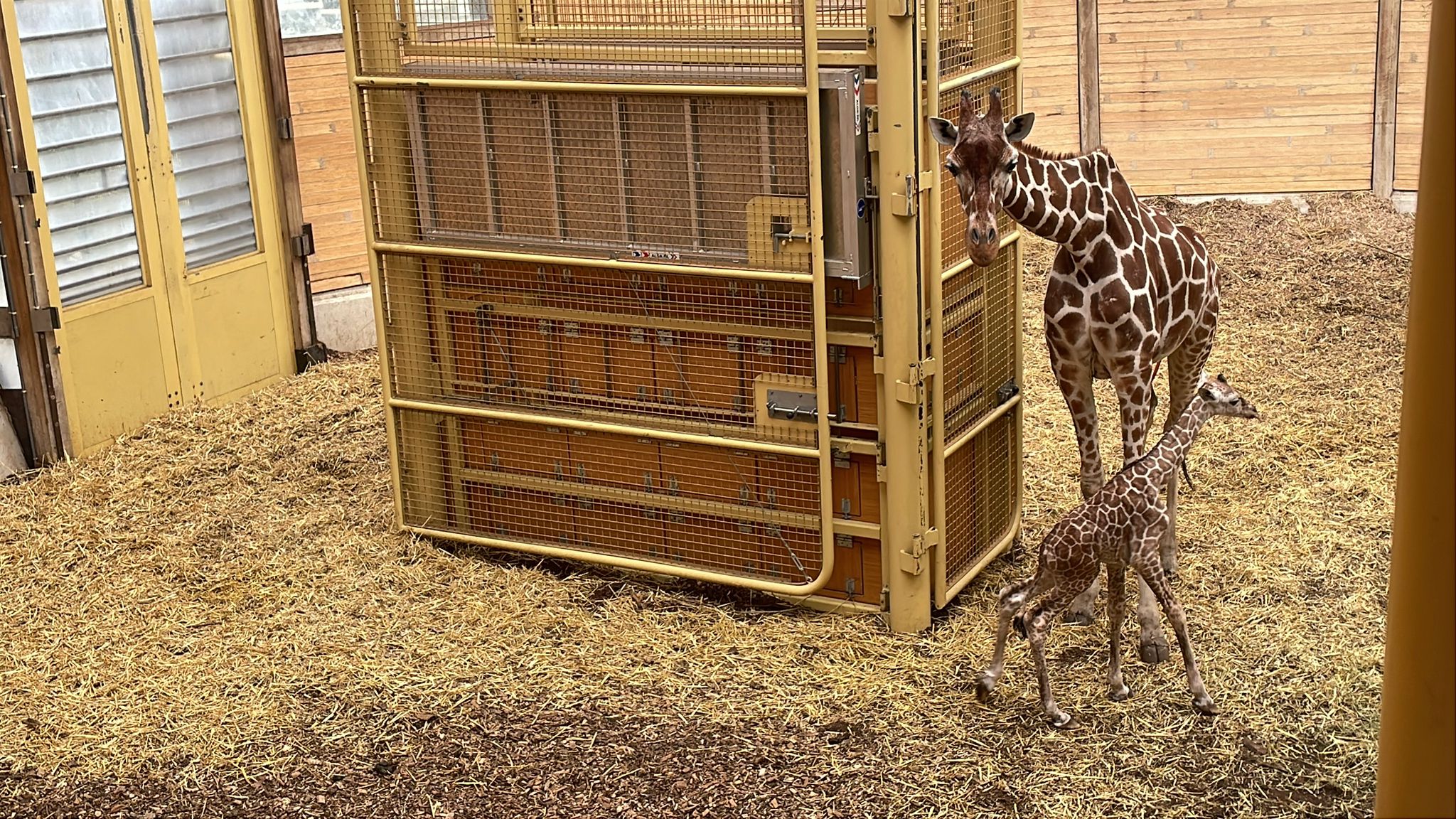 De baby giraffe loopt nog wat onwennig door het verblijf onder toeziend oog van een ouder.