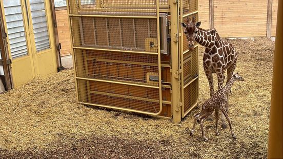 Droevig nieuws: pasgeboren giraffe Shaki uit Blijdorp plots overleden Home