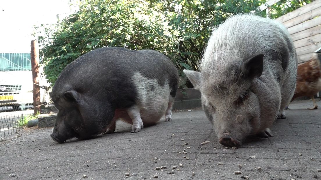 De nieuwe varkens voor de kinderboerderij lopen op dit moment nog in een achtertuin.