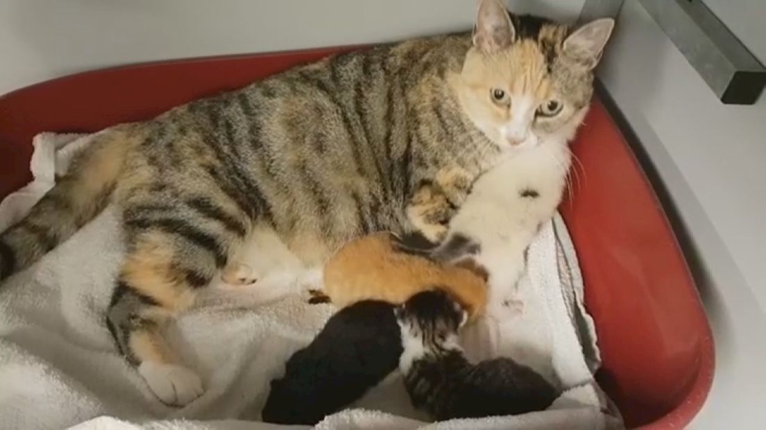 Moederpoes met kittens en pleegkitten