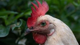 Kippen op gruwelijke wijze om het leven gebracht: 'Satanistisch ritueel'