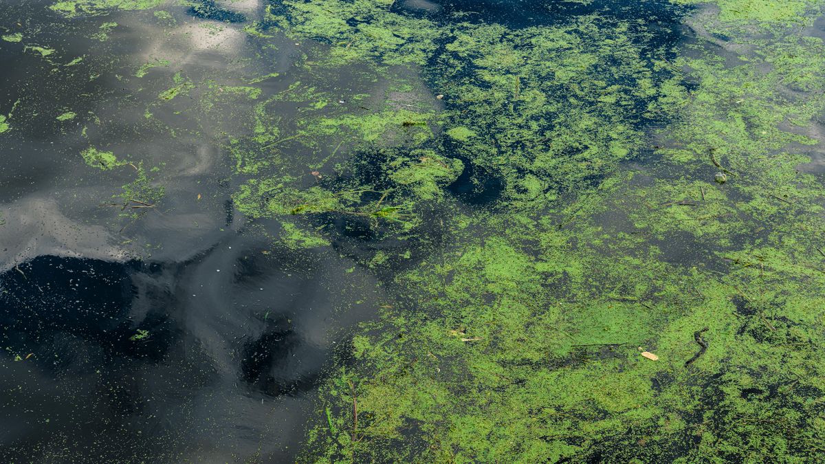 Zwemmers opgelet: blauwalg vastgesteld op zeven plekken