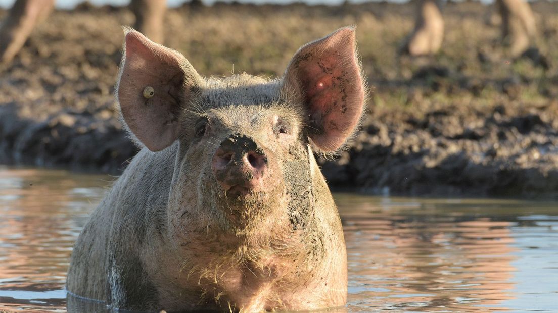 Vivianne het varken heeft ook een tip: 'een modderpoel is ook lekker koud aan je huid'