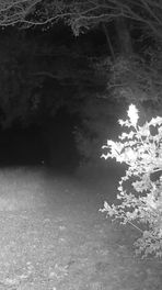 Edelhert op wildcamera