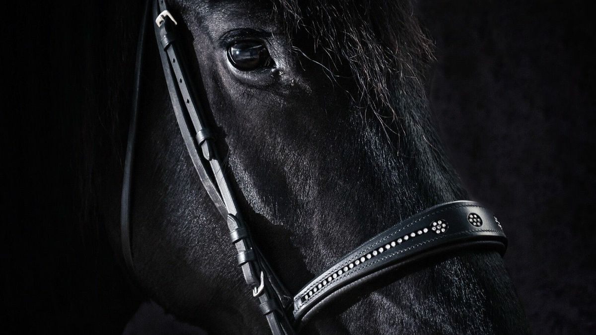 Strafrechtelijk onderzoek bij Friese paardenhouder om uitvoering sperma