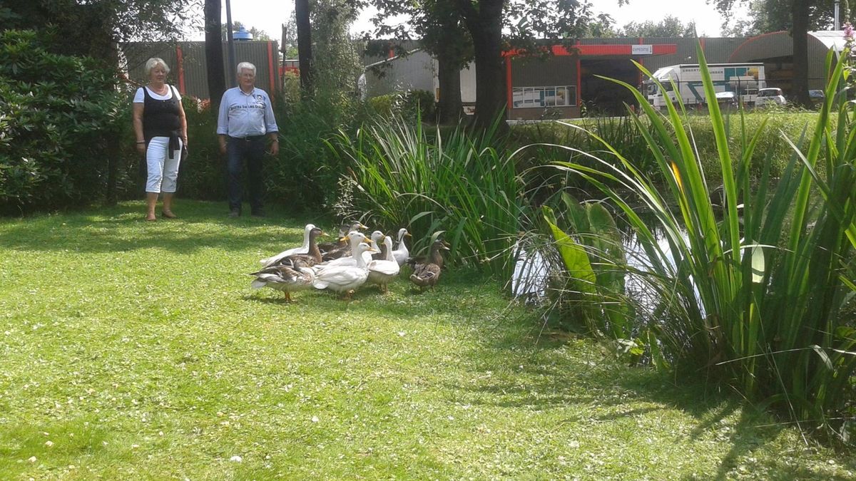 Familie in Aadorp vangt met vet besmeurde eendjes op na lek Zwanenberg