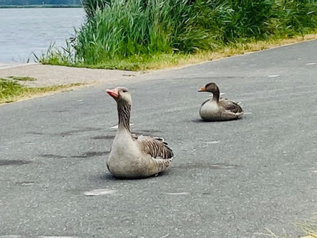 Langs de Rotte