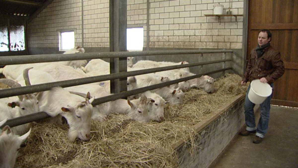 Doek valt voor geitenhouderij in Ransdaal