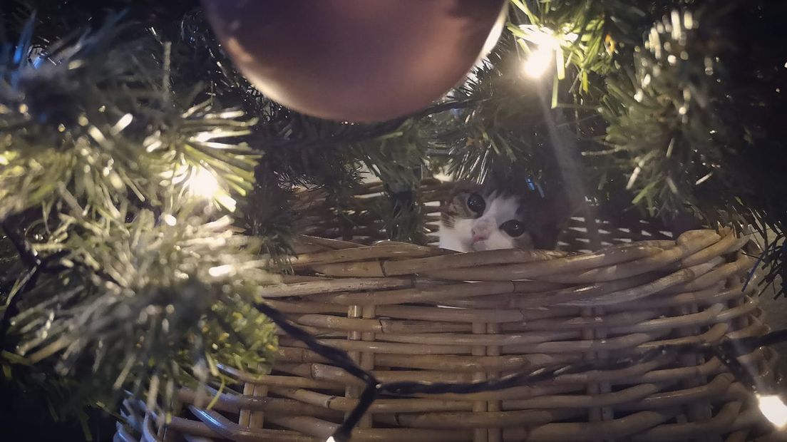 Wie katten heeft, herkent het probleem waarschijnlijk: hevige aversie tegen zo'n kerstboom die plots in huis staat. En dus moet de boom het ontgelden. Katten en kerstbomen, het is niet altijd een goede combinatie...