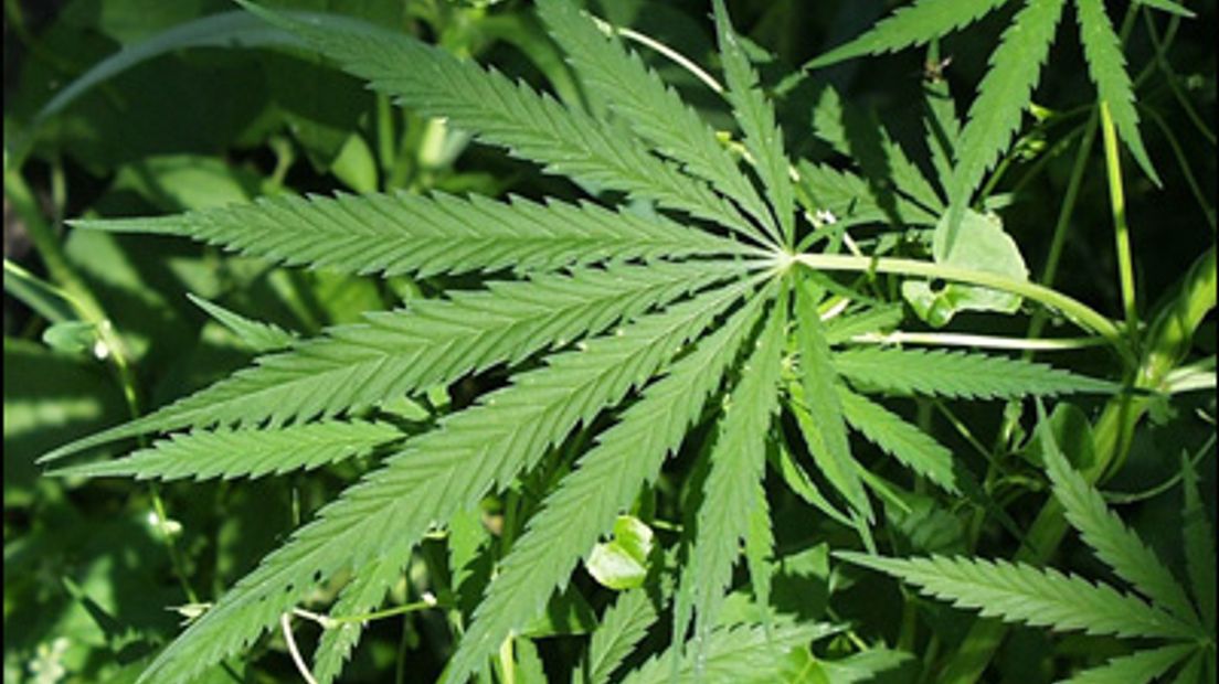 Marijuana_plant Hennep-2205