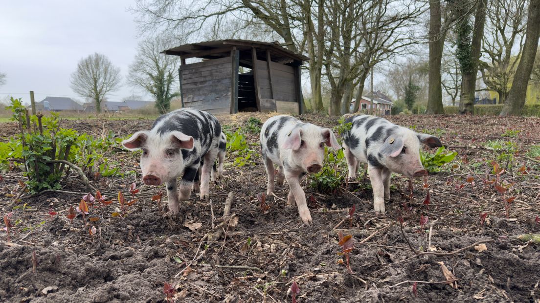 Deze varkens zijn een jaar lang onkruidbestrijders