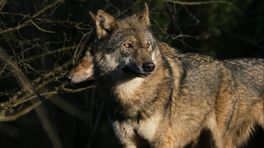 Inwoners De Valk: 'De wolf moet terug naar Siberië'