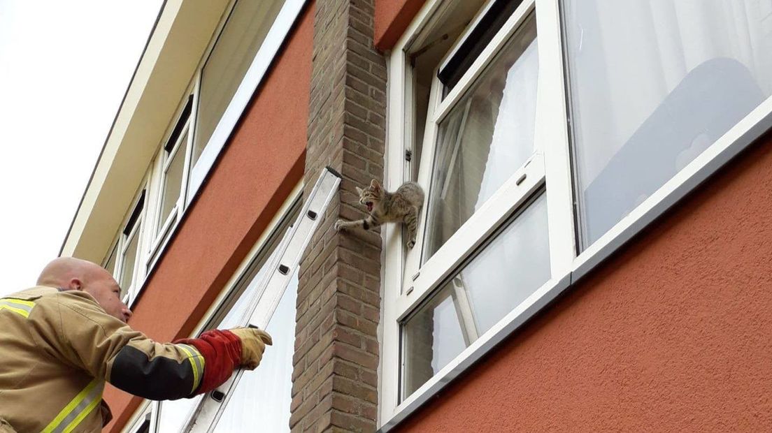 Het jonge katje kwam klem te zitten in de opening van het kiepraam (Rechten: Dierenbescherming)