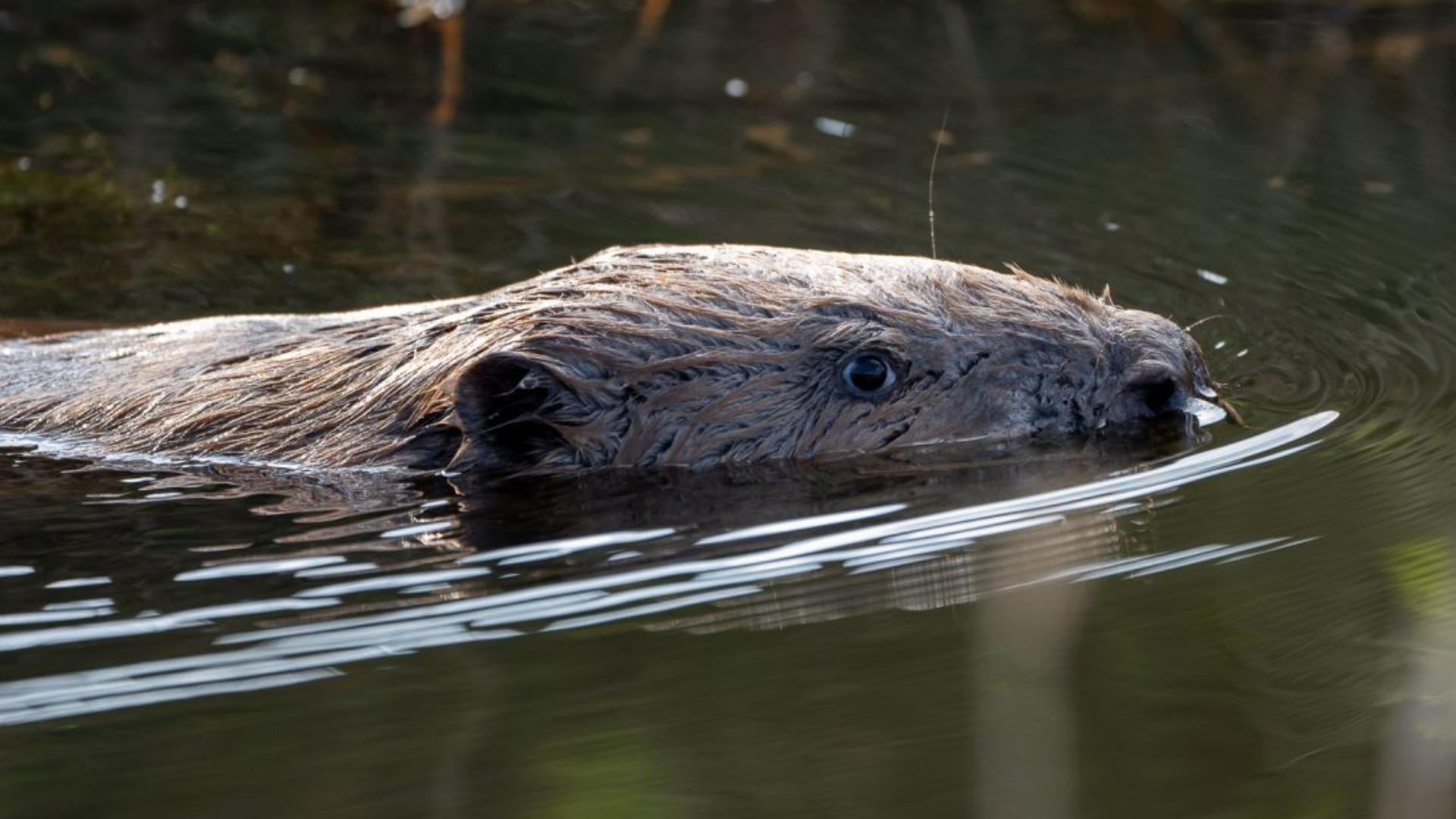 Van uitgestorven naar overlast: duizenden bevers v