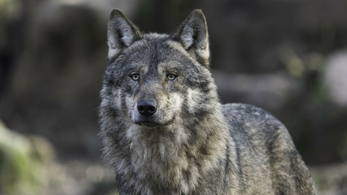 'Probleemwolf' is zoek, afschot is vooralsnog een utopie