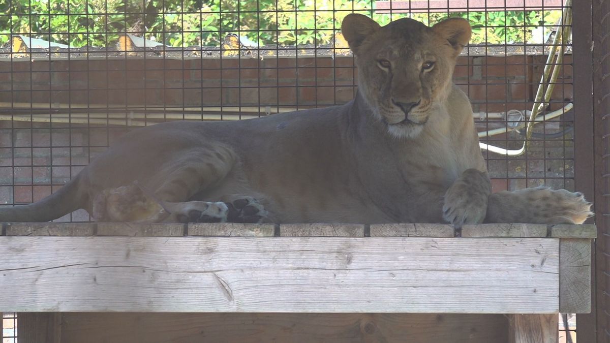Leeuwin Vasielyna uit Charkiv begint steeds beter te 'settelen' in Nijeberkoop