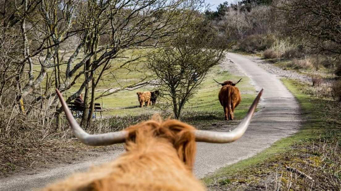 Schotse Hooglanders in het Westduinpark