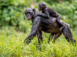 Ontsnapte bonobo Ouwehands weer terug in zijn verblijf