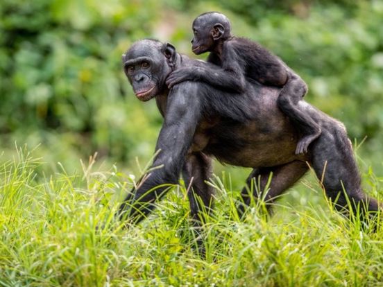 Uit Ouwehands ontsnapte bonobo 'maakt het goed' en mag snel weer bij de groep aansluiten