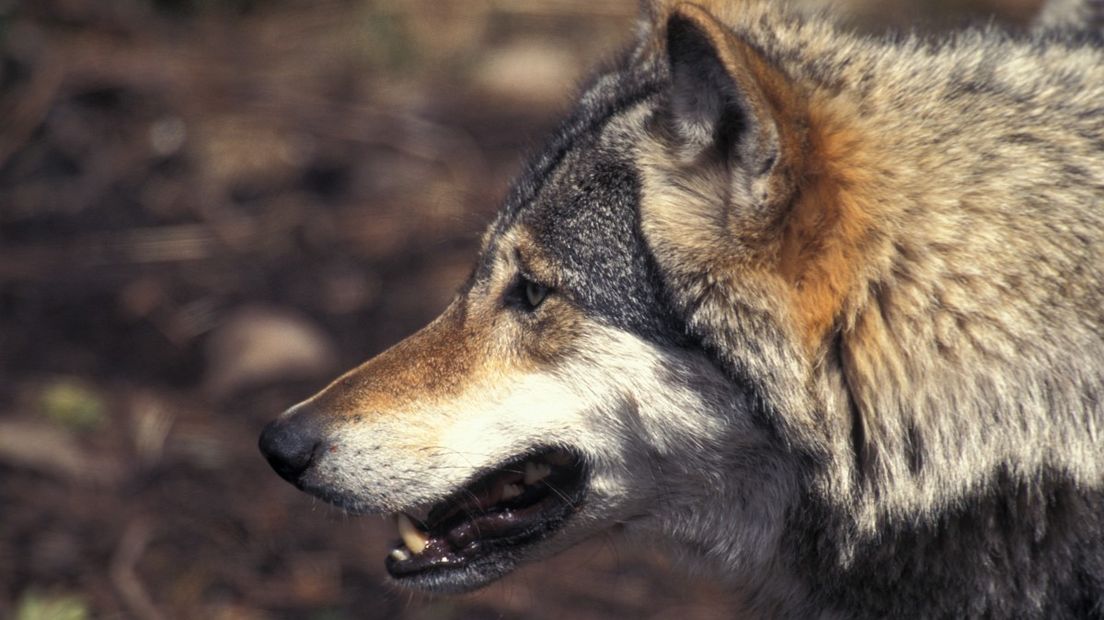 Jonge wolven zoeken aan het eind van het jaar eigen leefgebieden (Saxifraga/Arie de Krijff)
