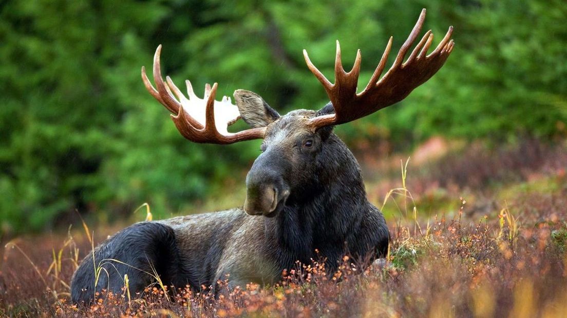 Nu kom je de eland mogelijk tegen in Scandinavië.