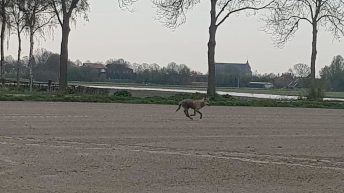 Wolf gezien op Tholen, ZLTO vraagt om actie