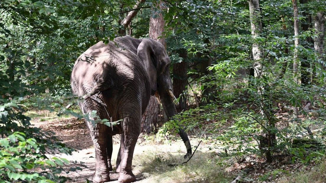 Bubba in het bos