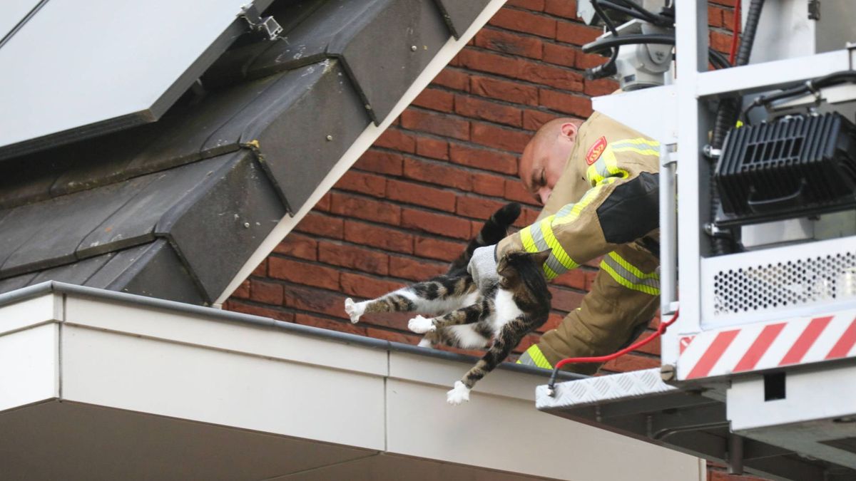 Brandweer redt kat uit dakgoot