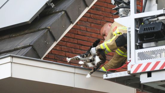 Brandweer redt kat uit dakgoot