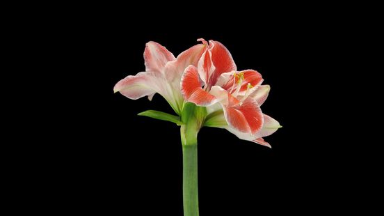 Amaryllis in de kliko? Doodzonde, zegt de tuinman