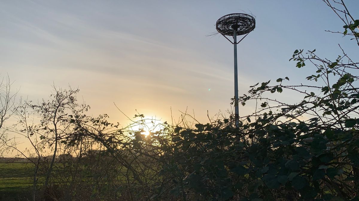 Snakkerburen klaar op komst van ooievaars