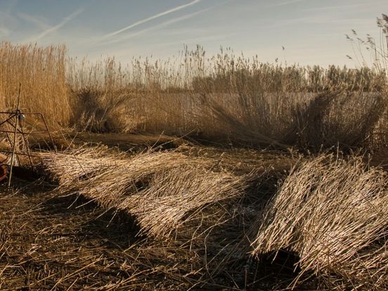 Onderzoek naar dalende rietopbrengsten in Weerribben-Wieden: een symbool voor het gebied, maar hoelang nog?