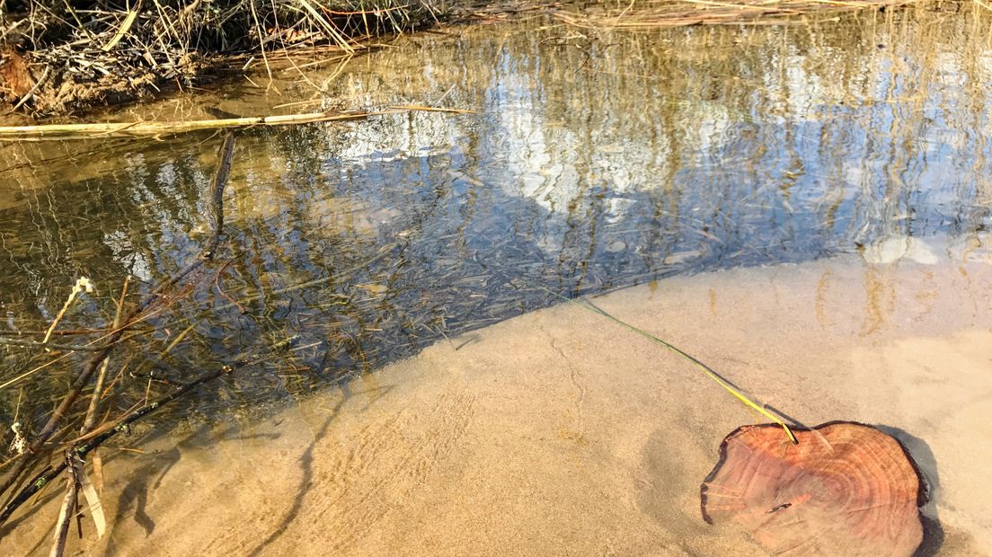 Iedere zondagochtend tussen 7.00 en 10.00 uur struint verslaggever Laurens Tijink door de Gelderse natuur. Zondag gaat Laurens op pad met hobbyfotograaf Evie Koolenbrander. Evie neemt Laurens mee naar de plek waar zij haar perfecte plaatjes schiet: het Azewijnse Broek.