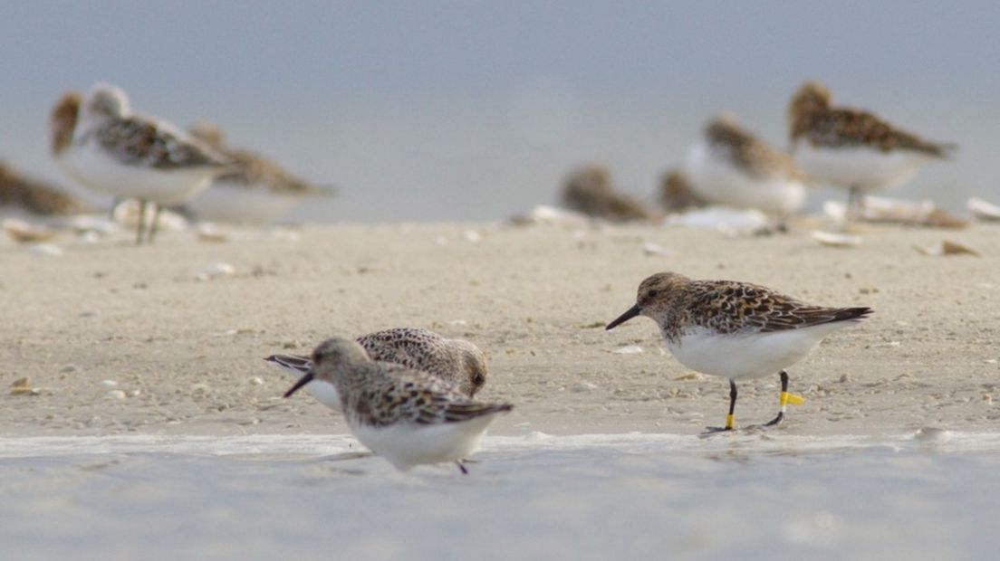 De drieteenstrandloper doet het goed